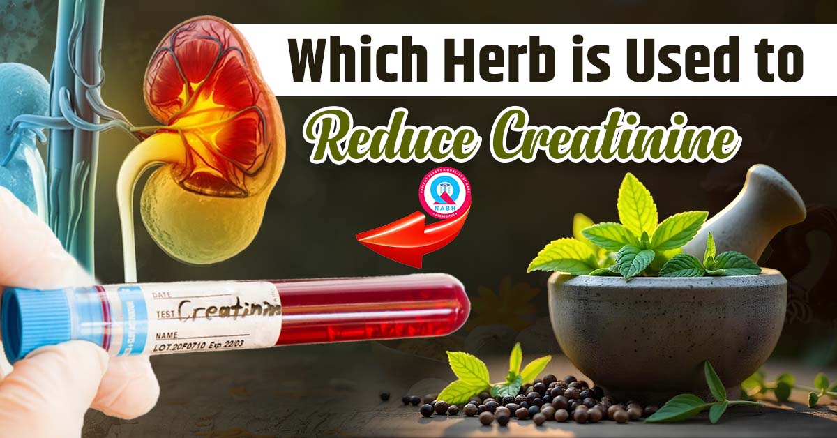 which-herb-is-used-to-reduce-creatinine